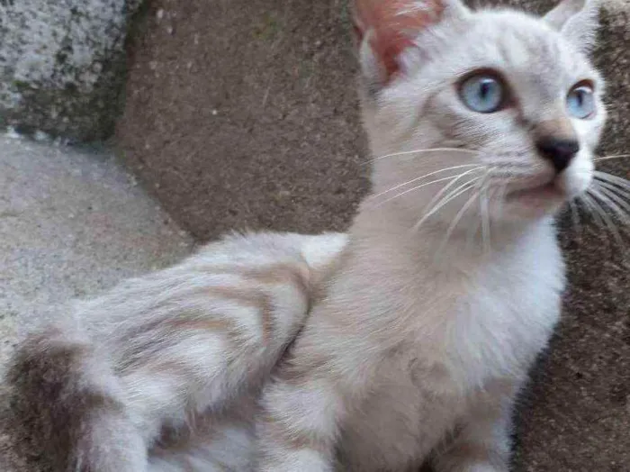 Gato ra a SRD idade 2 a 6 meses nome Siames