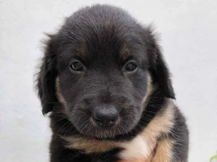 Cachorro raça Sem Raça Definida idade Abaixo de 2 meses nome Sem Nome