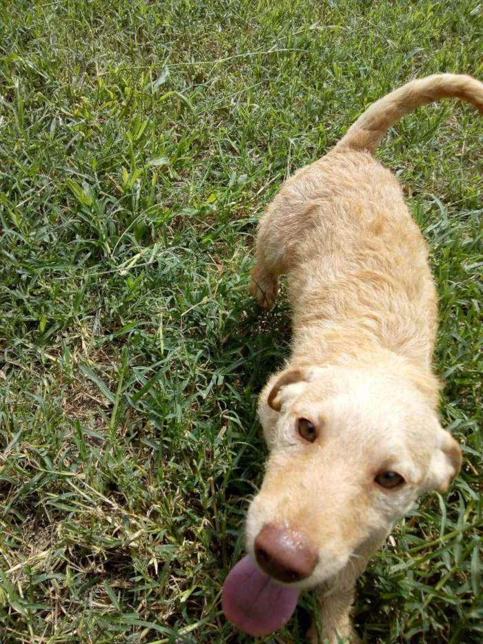 Cachorro raça SRD idade 2 a 6 meses nome Titan