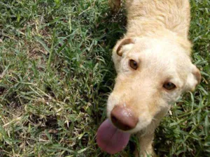 Cachorro raça SRD idade 2 a 6 meses nome Titan