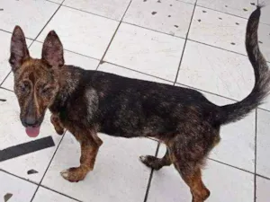 Cachorro raça SRD idade 7 a 11 meses nome Livia