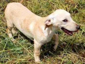 Cachorro raça SRD idade 2 a 6 meses nome Derek