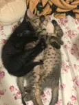 Gatinhos