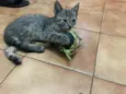 Gatinhos