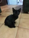 Gatinhos