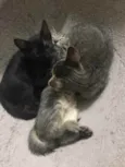Gatinhos
