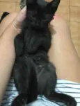 Gatinhos