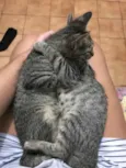 Gatinhos