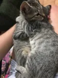 Gatinhos
