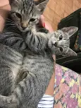 Gatinhos