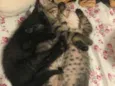Gatinhos