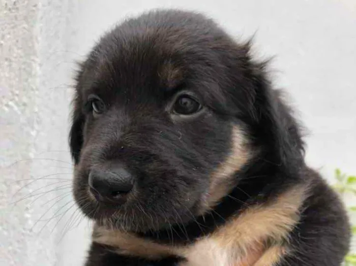 Cachorro raça Sem Raça Definida idade Abaixo de 2 meses nome Sem Nome