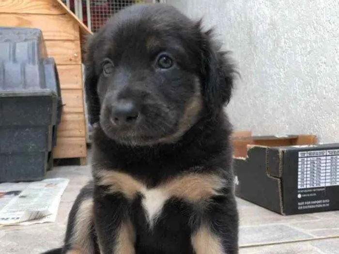 Cachorro raça Sem Raça Definida idade Abaixo de 2 meses nome Sem Nome