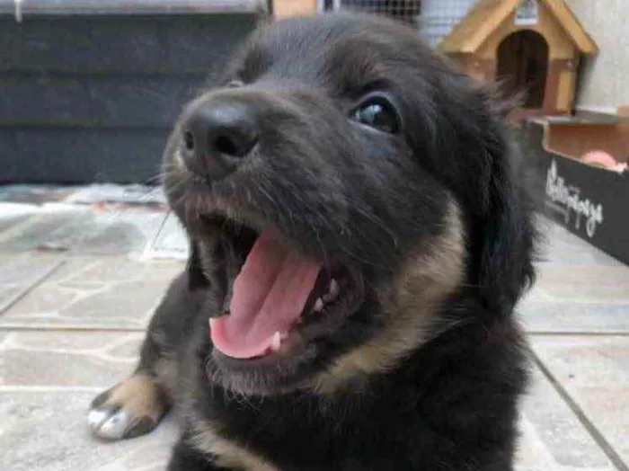 Cachorro raça Sem Raça Definida idade Abaixo de 2 meses nome Sem Nome