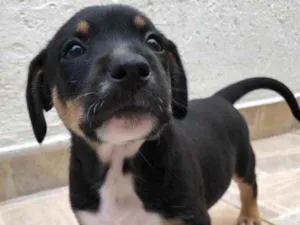 Cachorro raça Sem Raça Definida idade Abaixo de 2 meses nome Sem Nome