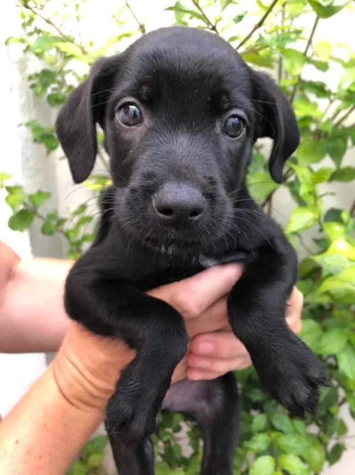 Cachorro raça Sem Raça Definida idade Abaixo de 2 meses nome Sem Nome