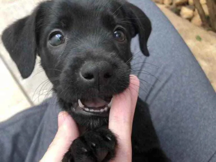 Cachorro raça Sem Raça Definida idade Abaixo de 2 meses nome Sem Nome
