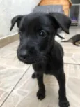Cachorro raça Sem Raça Definida idade Abaixo de 2 meses nome Sem Nome