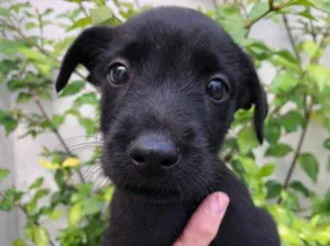 Cachorro raça Sem Raça Definida idade Abaixo de 2 meses nome Sem Nome