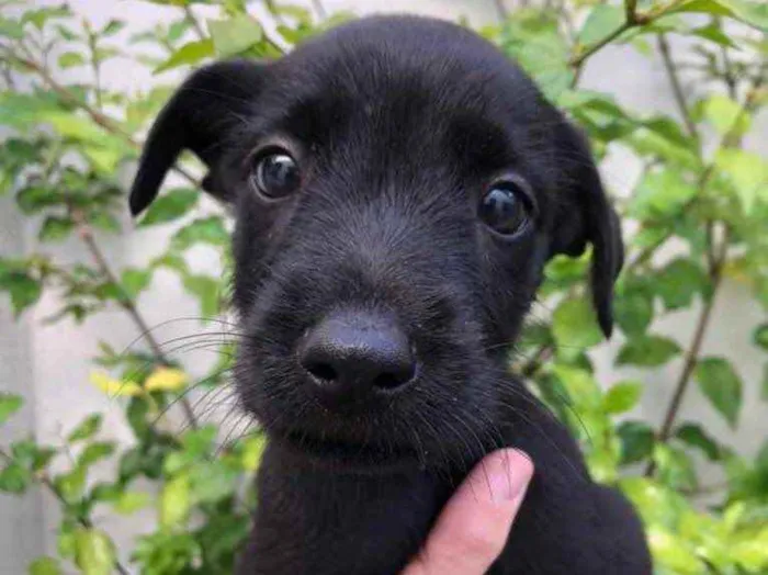 Cachorro raça Sem Raça Definida idade Abaixo de 2 meses nome Sem Nome