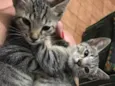 Gatinhos