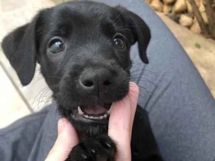 Cachorro raça Sem Raça Definida idade Abaixo de 2 meses nome Sem Nome