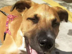 Cachorro raça Sem raça definida idade 1 ano nome KIARA