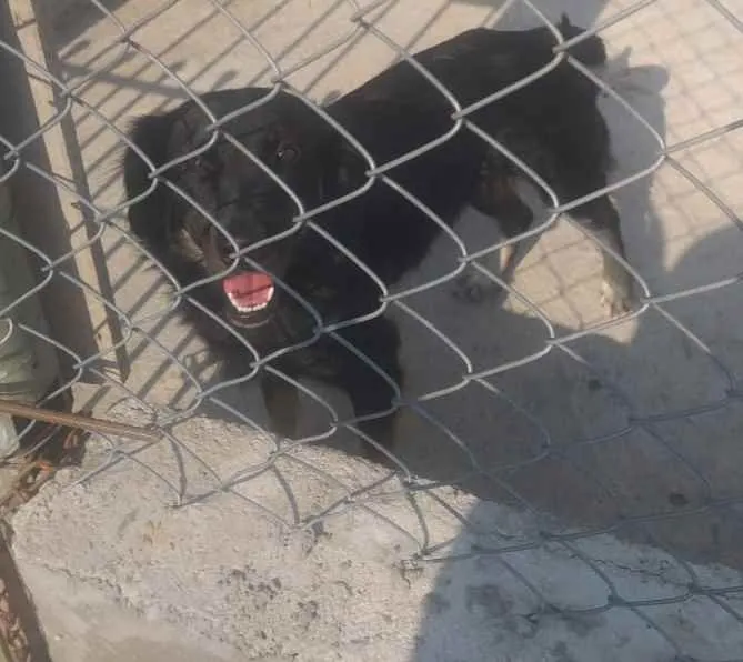Cachorro ra a Sem raça definida  idade 2 anos nome Lika para Adoção 