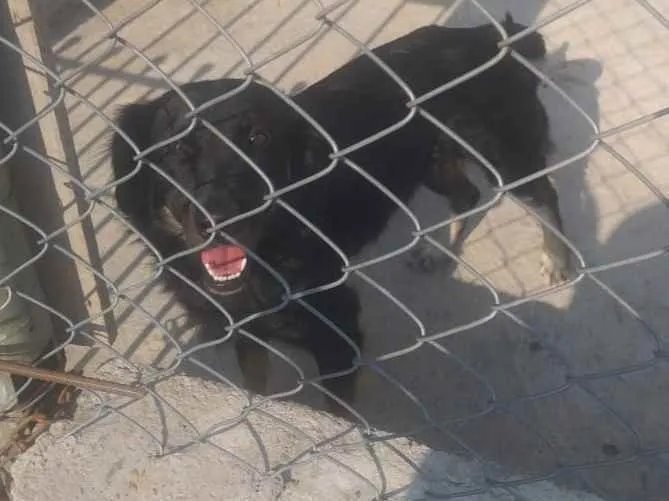 Cachorro ra a Sem raça definida  idade 2 anos nome Lika para Adoção 