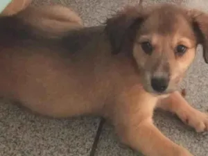 Cachorro raça SRD-ViraLata idade 2 a 6 meses nome -