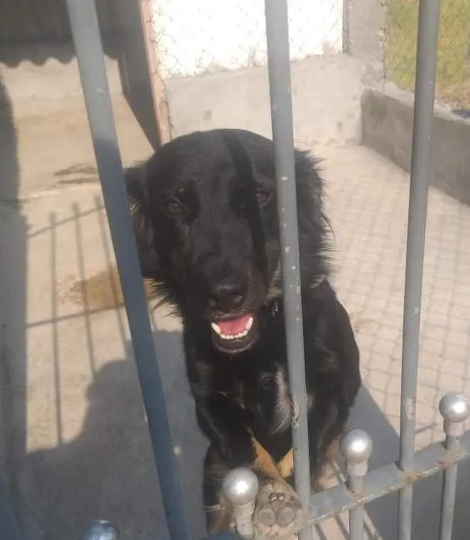 Cachorro ra a Sem raça definida  idade 2 anos nome Lika para Adoção 