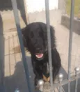 Lika para Adoção