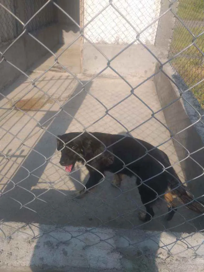 Cachorro ra a Sem raça definida  idade 2 anos nome Lika para Adoção 