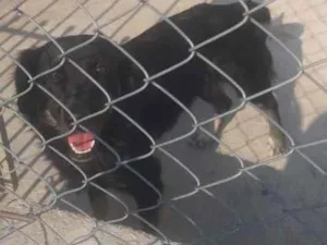 Cachorro raça Sem raça definida  idade 2 anos nome Lika para Adoção 