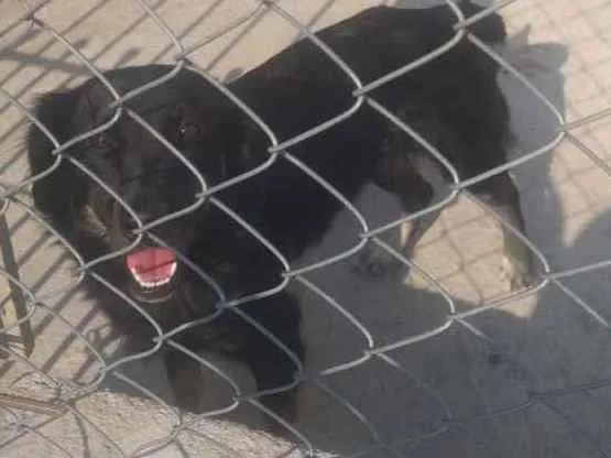 Cachorro ra a Sem raça definida  idade 2 anos nome Lika para Adoção 