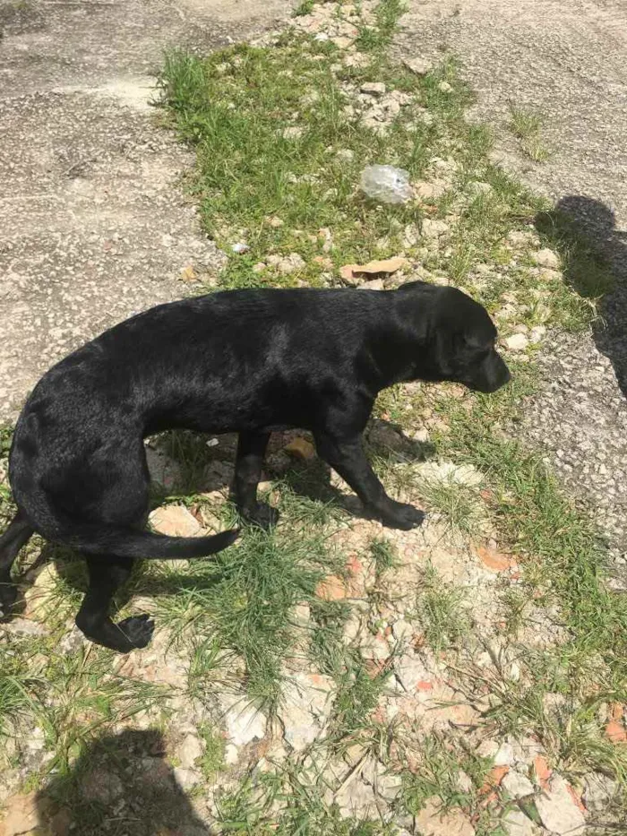 Cachorro ra a Viralata idade 1 ano nome Neguinha 