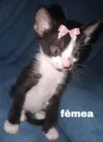 Gatinhos para adoção