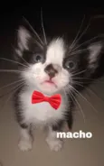 Gatinhos para adoção