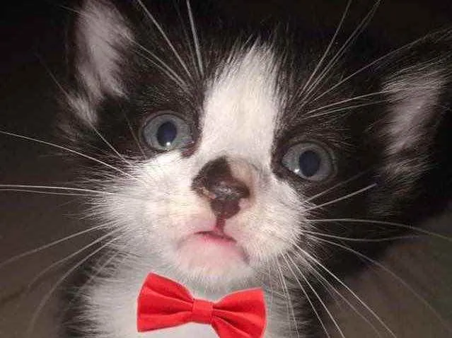 Gato ra a Sem raça  idade Abaixo de 2 meses nome Gatinhos para adoção