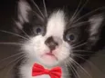 Gatinhos para adoção