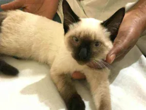 Gato raça  idade 2 a 6 meses nome Gatinhos filhotes 