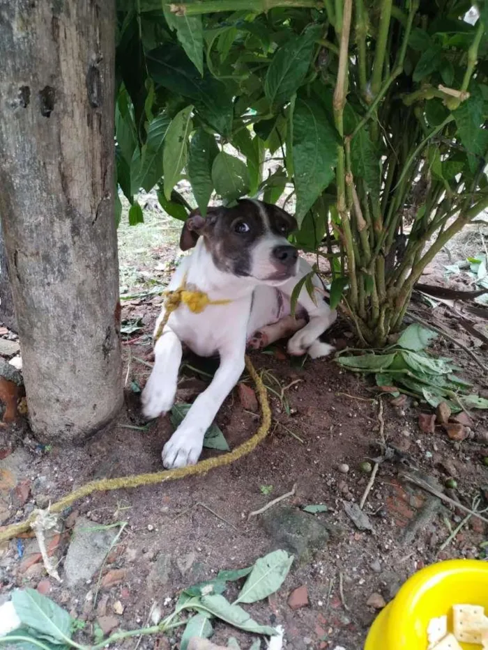 Cachorro ra a Vira Lata com PitBull idade 2 a 6 meses nome Sem nome