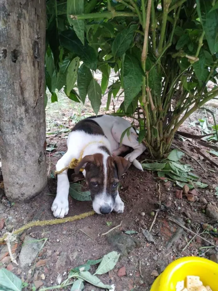 Cachorro ra a Vira Lata com PitBull idade 2 a 6 meses nome Sem nome