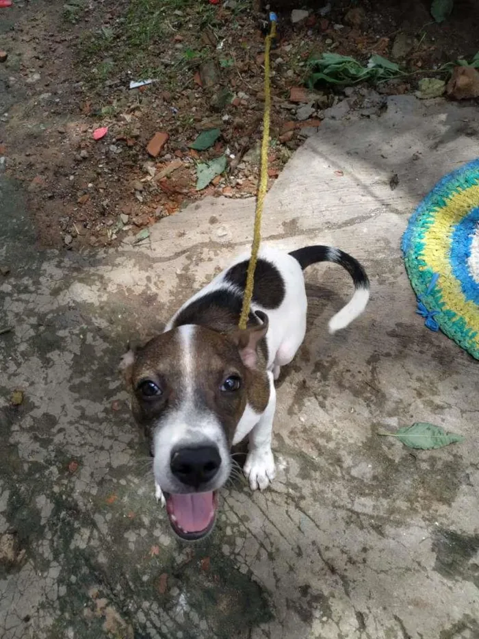 Cachorro ra a Vira Lata com PitBull idade 2 a 6 meses nome Sem nome