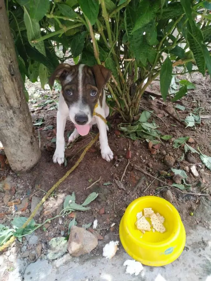 Cachorro ra a Vira Lata com PitBull idade 2 a 6 meses nome Sem nome