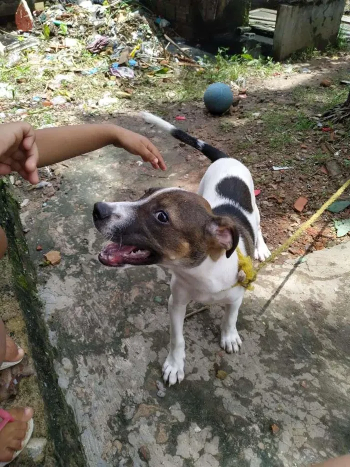 Cachorro ra a Vira Lata com PitBull idade 2 a 6 meses nome Sem nome