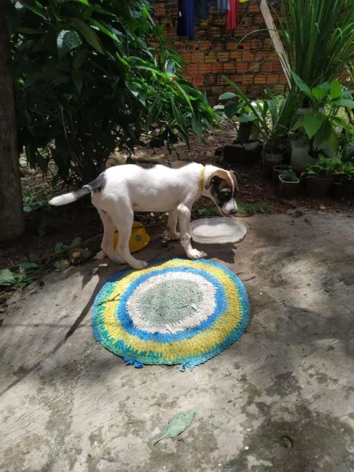 Cachorro ra a Vira Lata com PitBull idade 2 a 6 meses nome Sem nome