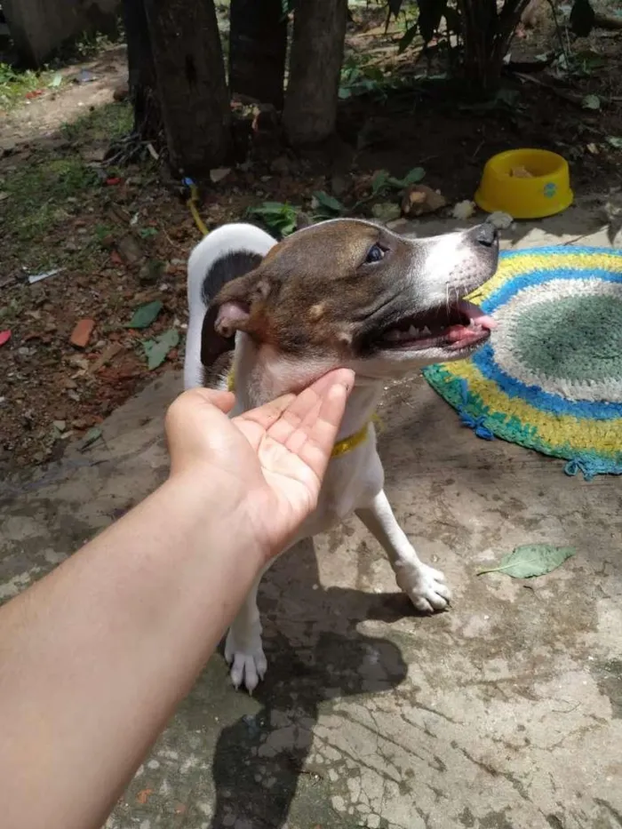 Cachorro ra a Vira Lata com PitBull idade 2 a 6 meses nome Sem nome