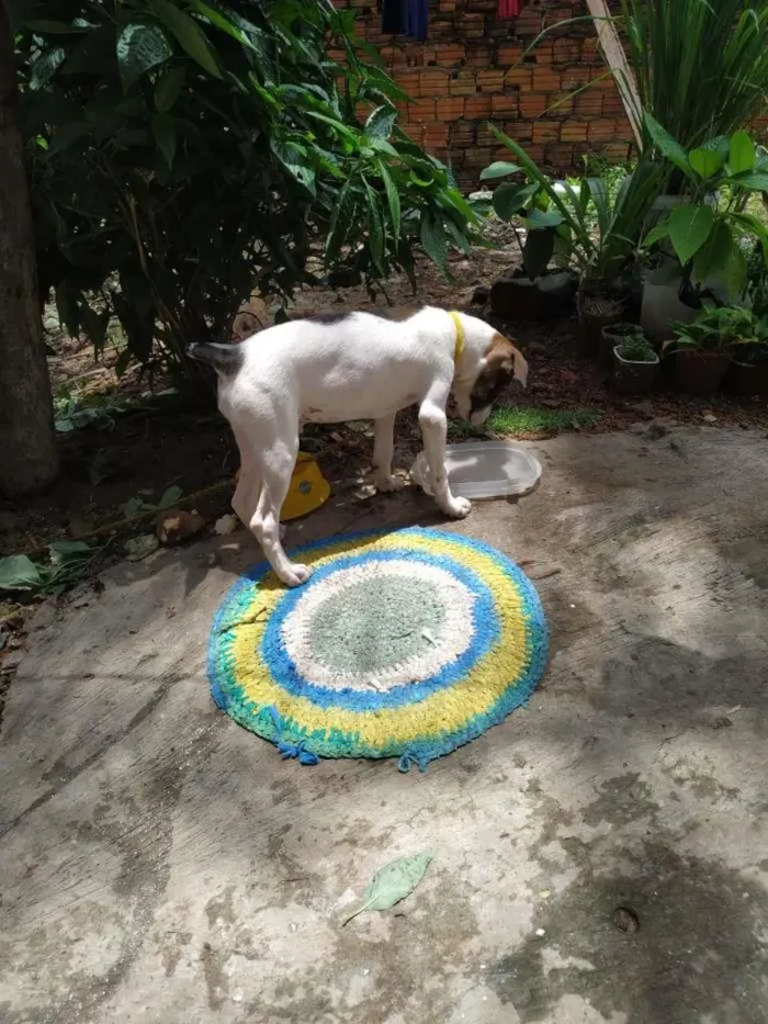 Cachorro ra a Vira Lata com PitBull idade 2 a 6 meses nome Sem nome