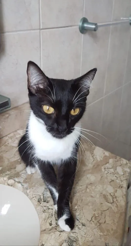 Gato raça SRD-ViraLata idade 1 ano nome Lucy